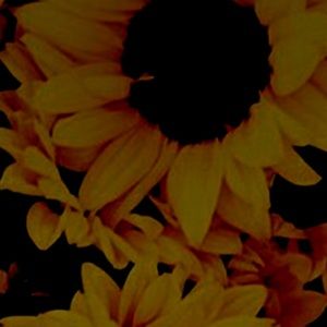 Meet your Posher, Brisa